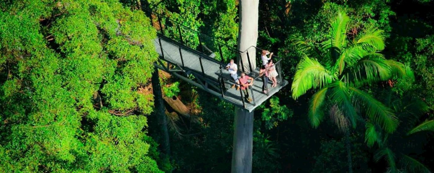 Pineapple Tours Hop on Hop off Bus with Rainforest Skywalk + Glow Worm Caves - From Gold Coast