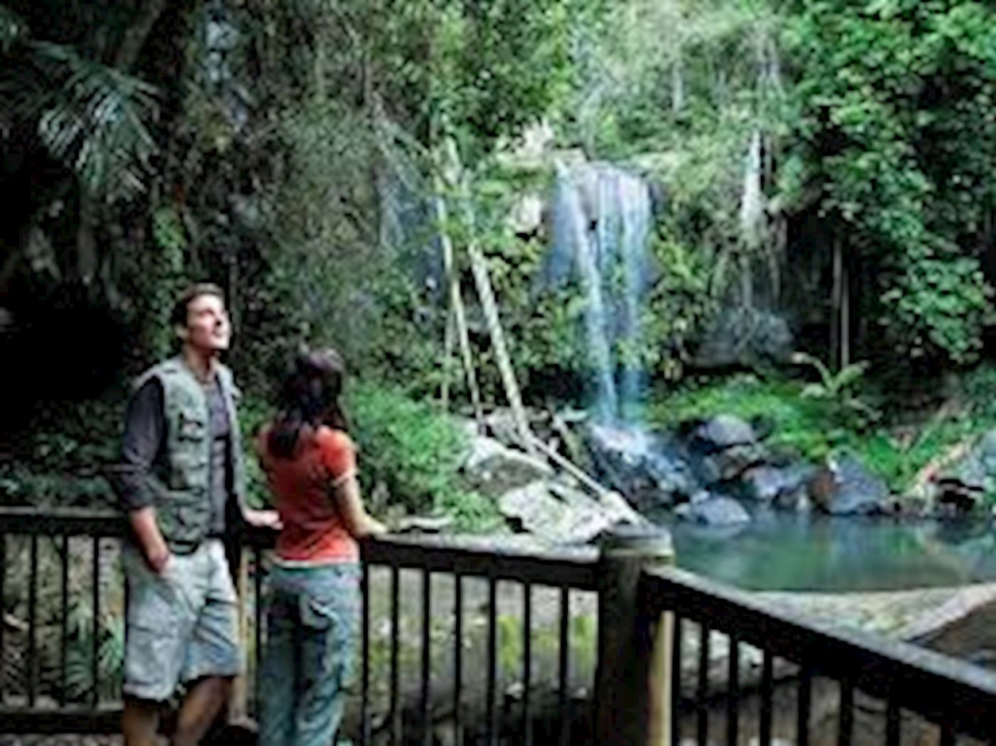 Pineapple Tours Hop on Hop off Bus with Rainforest Skywalk + Glow Worm Caves - From Gold Coast