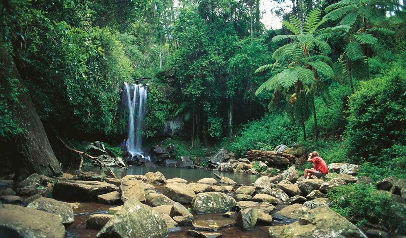 Pineapple Tours Hop on Hop off Bus with Rainforest Skywalk + Glow Worm Caves - From Gold Coast