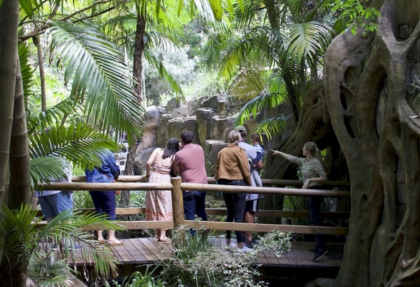 Pineapple Tours Hop on Hop off Day Pass + Glow Worm Tour - Brisbane Pickup