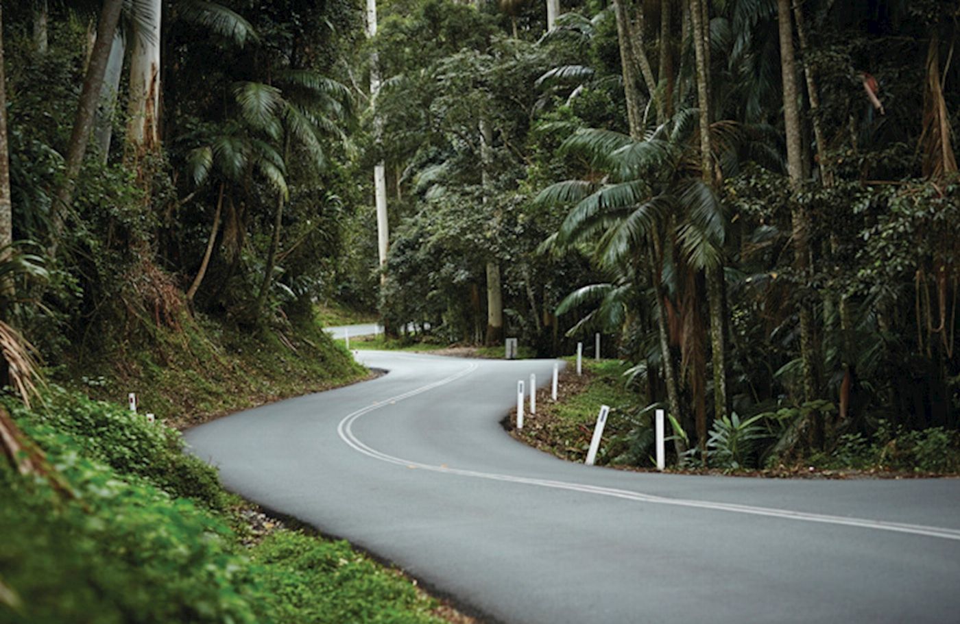 Pineapple Tours Hop on Hop off Day Pass + Glow Worm Tour - Brisbane Pickup
