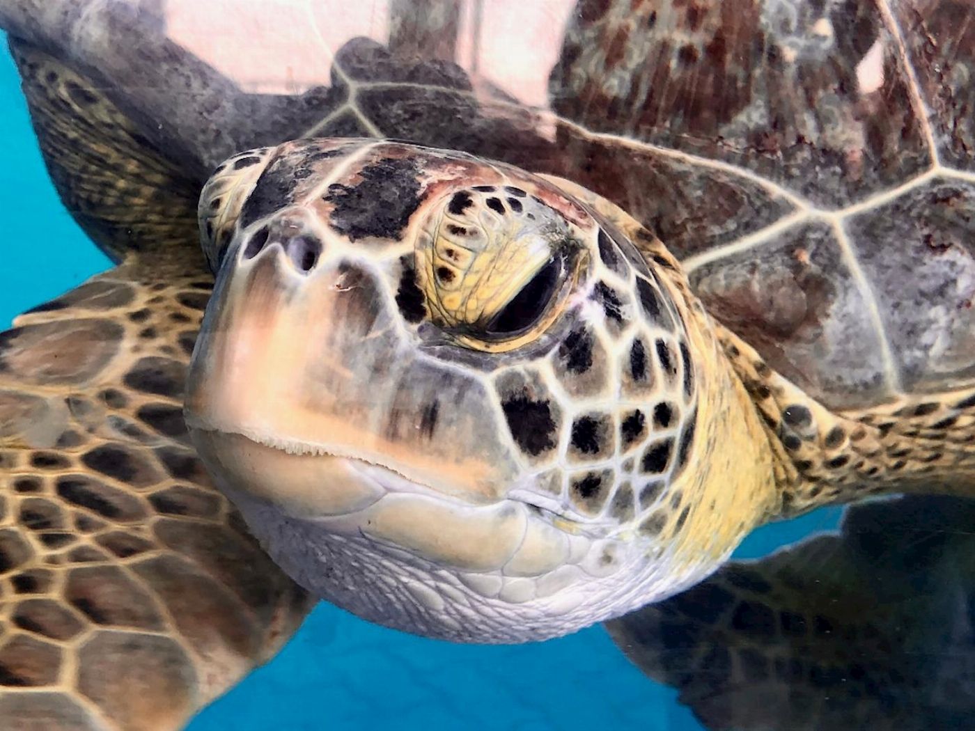Cooly Eco Adventures Swim with Turtles