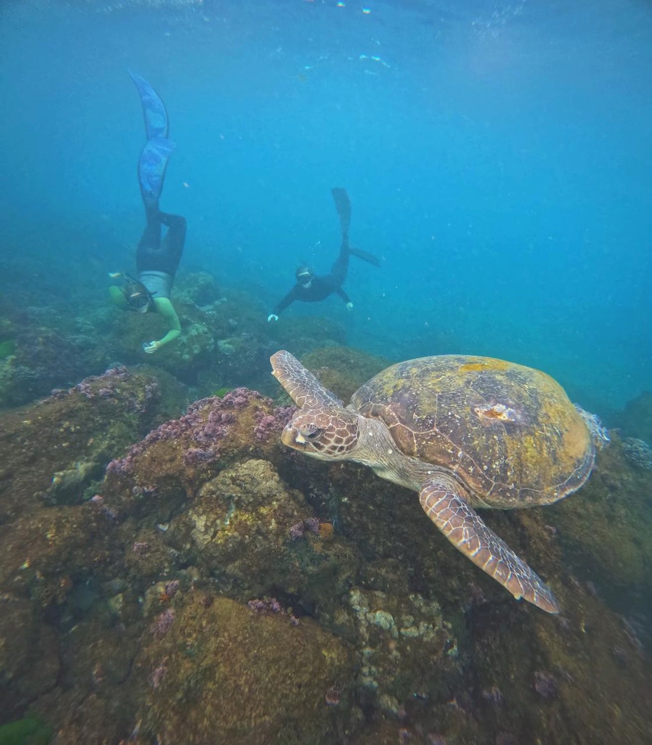 Cooly Eco Adventures Swim with Turtles
