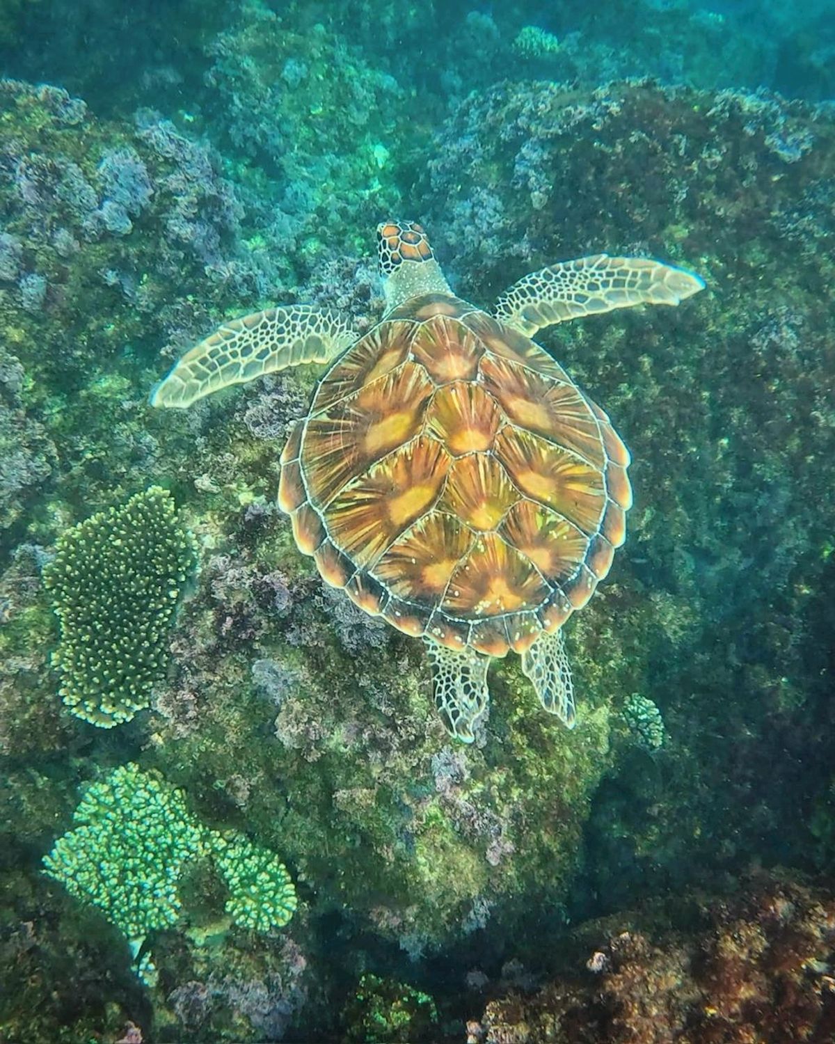 Cooly Eco Adventures Swim with Turtles