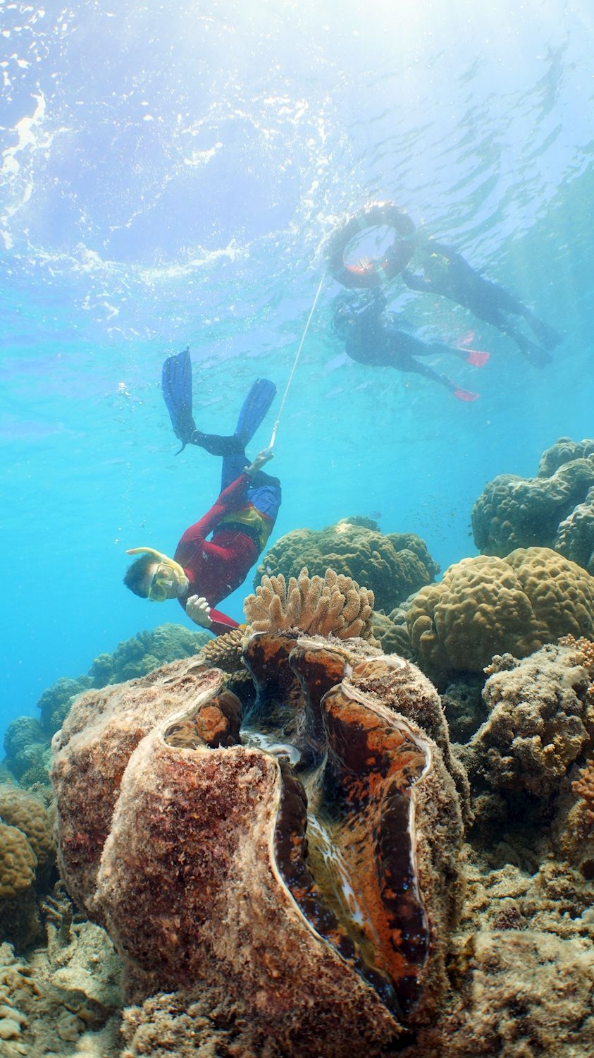 Ocean Spirit Cruises Ocean Spirit Michaelmas Cay (+ 1 Marine Biologist Guided Snorkel Tour)
