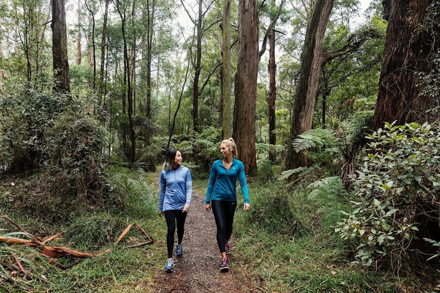 Explore Australia Puffing Billy Rainforest Tour