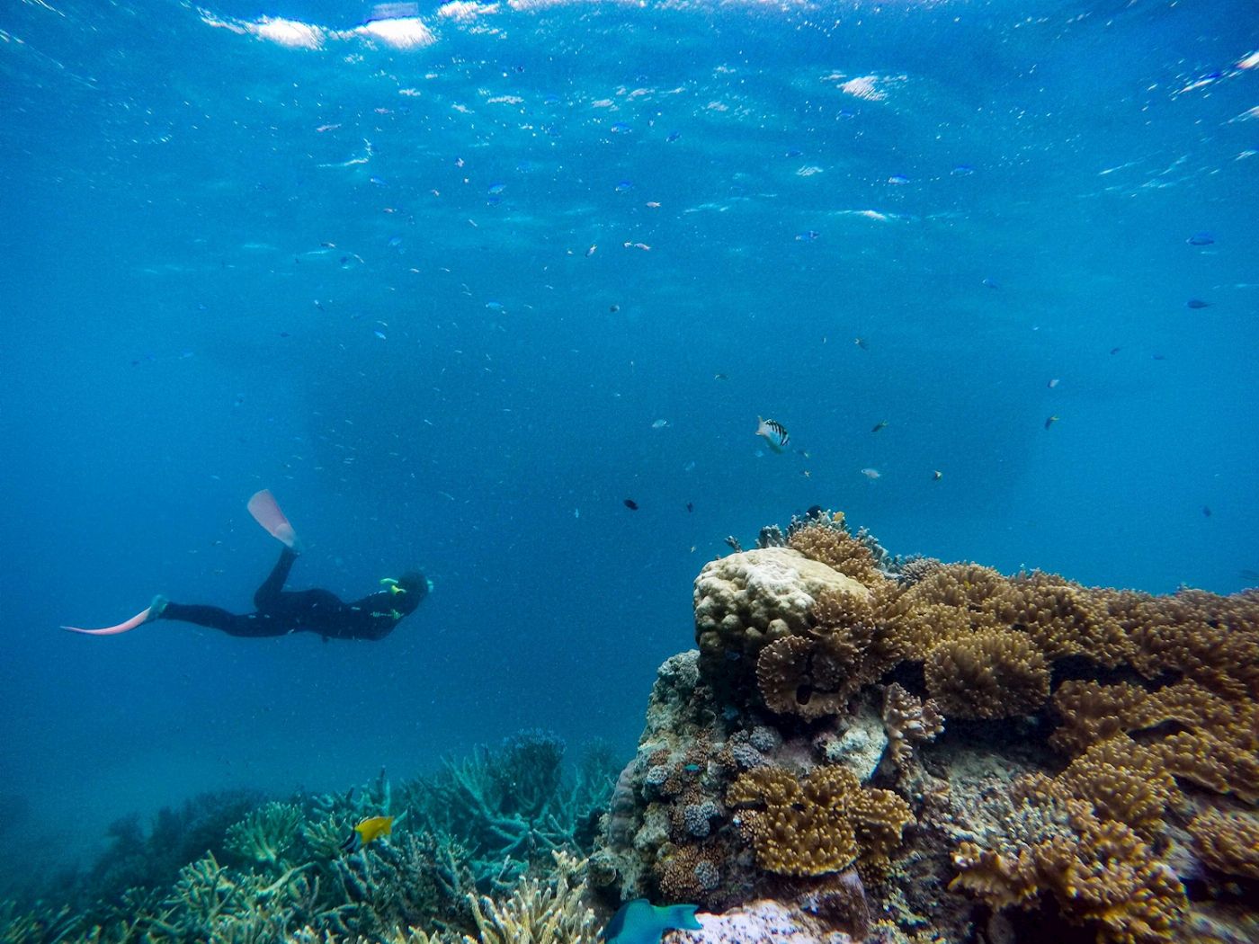 Great Adventures Moore Reef Pontoon Day Tour (+ 1 Introductory Dive)