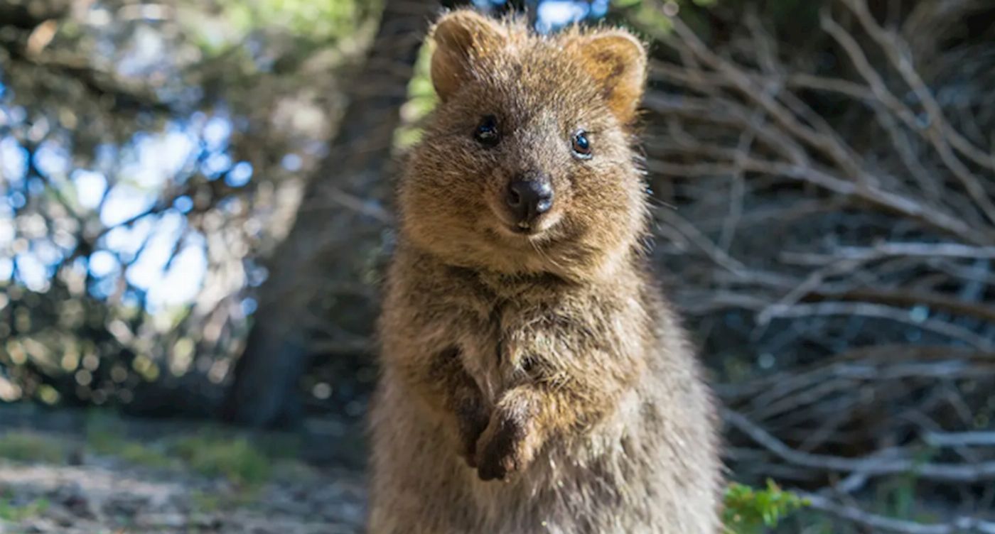 Intrepid Best of Perth, Margaret River and Rottnest Island