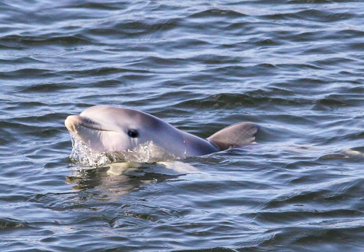 Adventure Kayaking SA Dolphin Sanctuary Mangroves Tour Kayak Tour