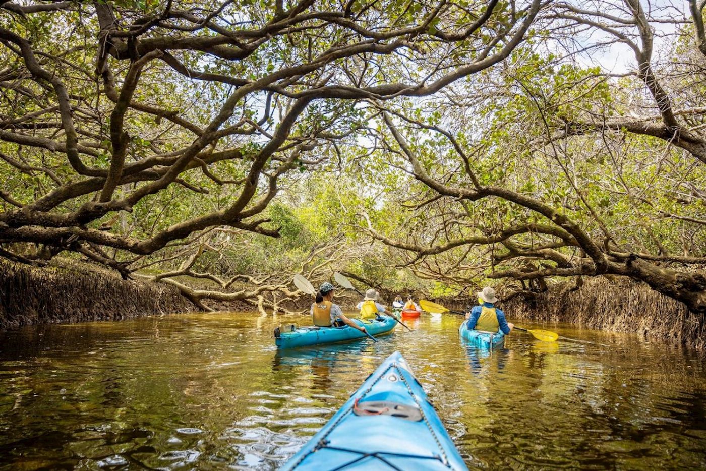 Adventure Kayaking SA Dolphin Sanctuary Mangroves Tour Kayak Tour