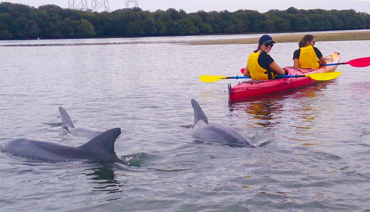 Adventure Kayaking SA Dolphin Sanctuary & Ships Graveyard Kayak Tour