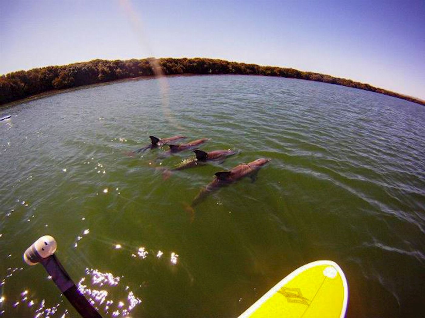 Adventure Kayaking SA SUP Hire