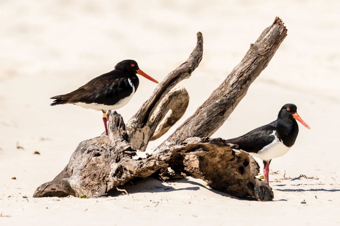 G'day Adventure Tours Bribie Island 4WD Beach & Bunker tour