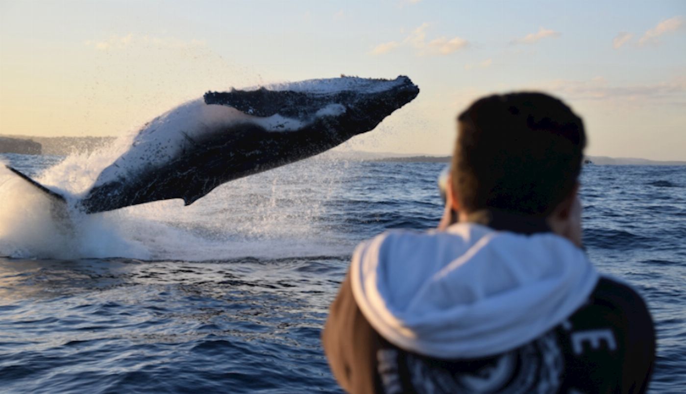 Ocean Extreme Whale Watching on EXTREME - Circular Quay Departure