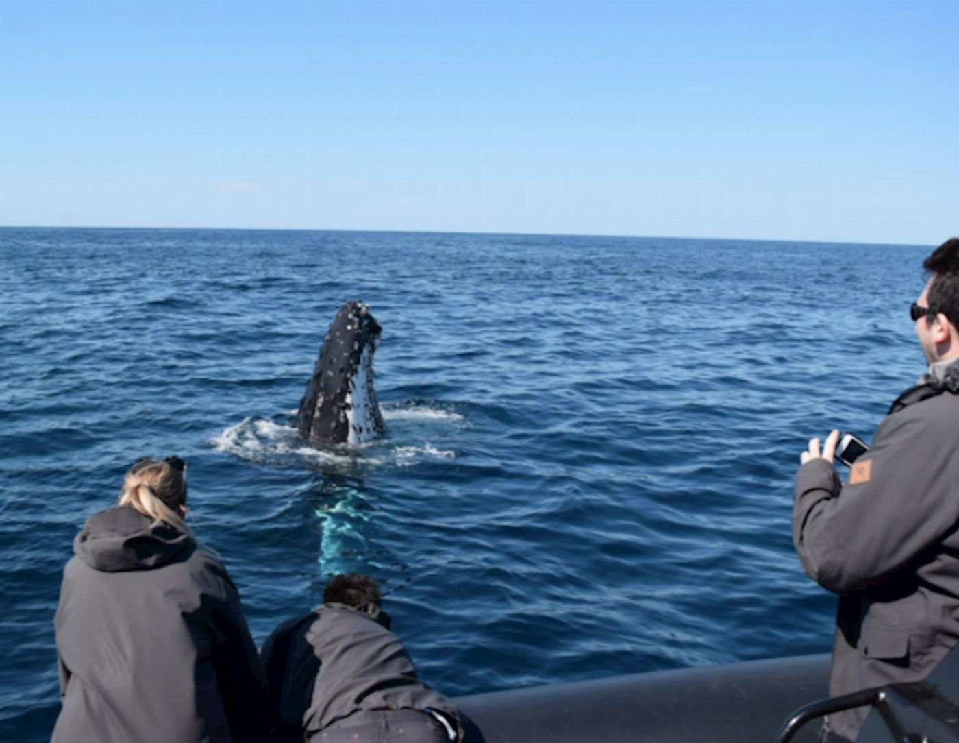 Ocean Extreme Whale Watching on EXTREME - Circular Quay Departure