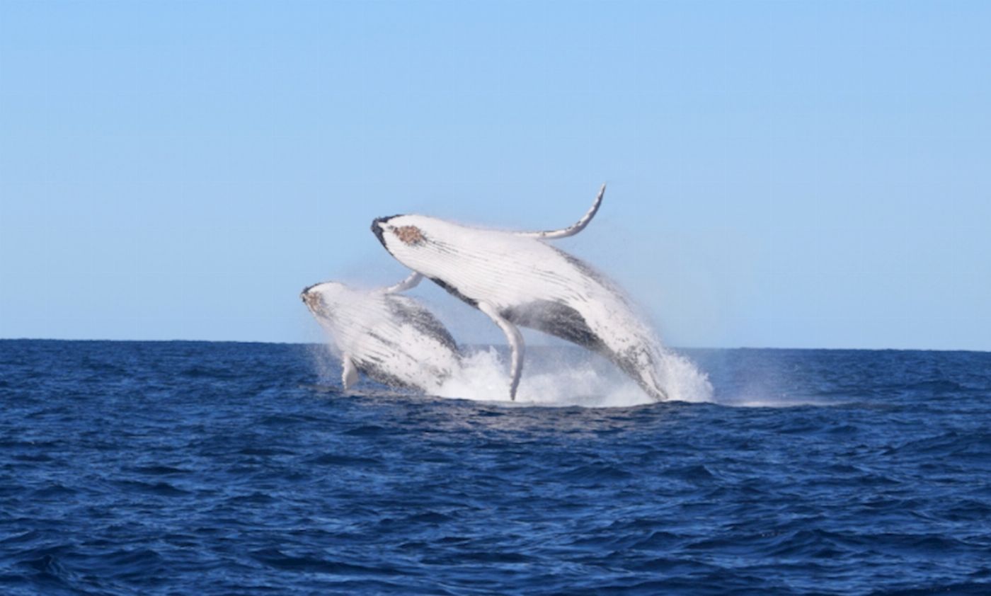 Ocean Extreme Whale Watching on EXTREME - Circular Quay Departure