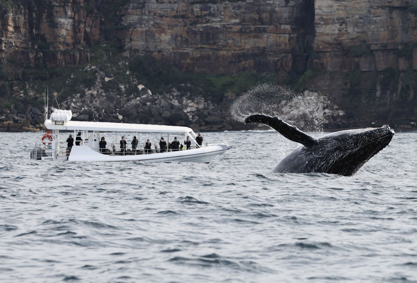 Ocean Extreme Whale Watching on vessel ORCA - Circular Quay Departure