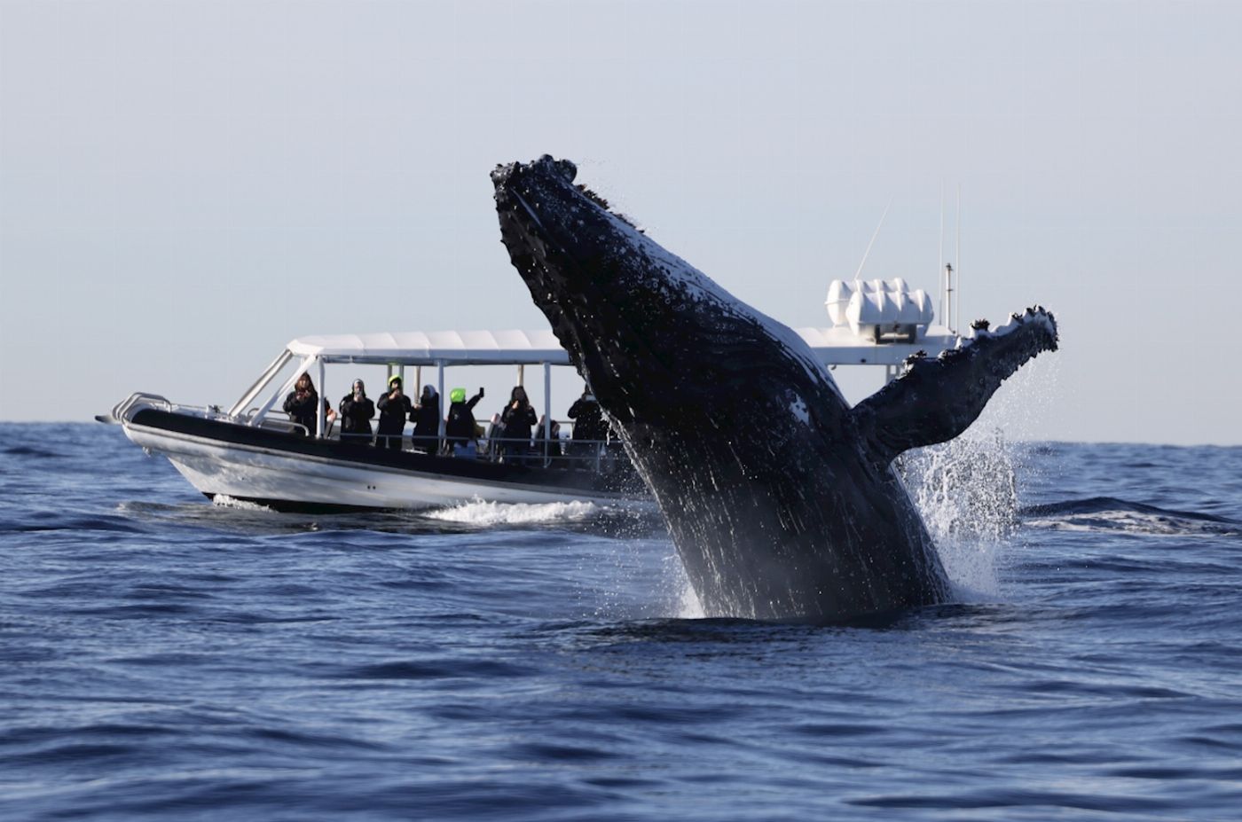 Ocean Extreme Whale Watching on vessel ORCA - Circular Quay Departure