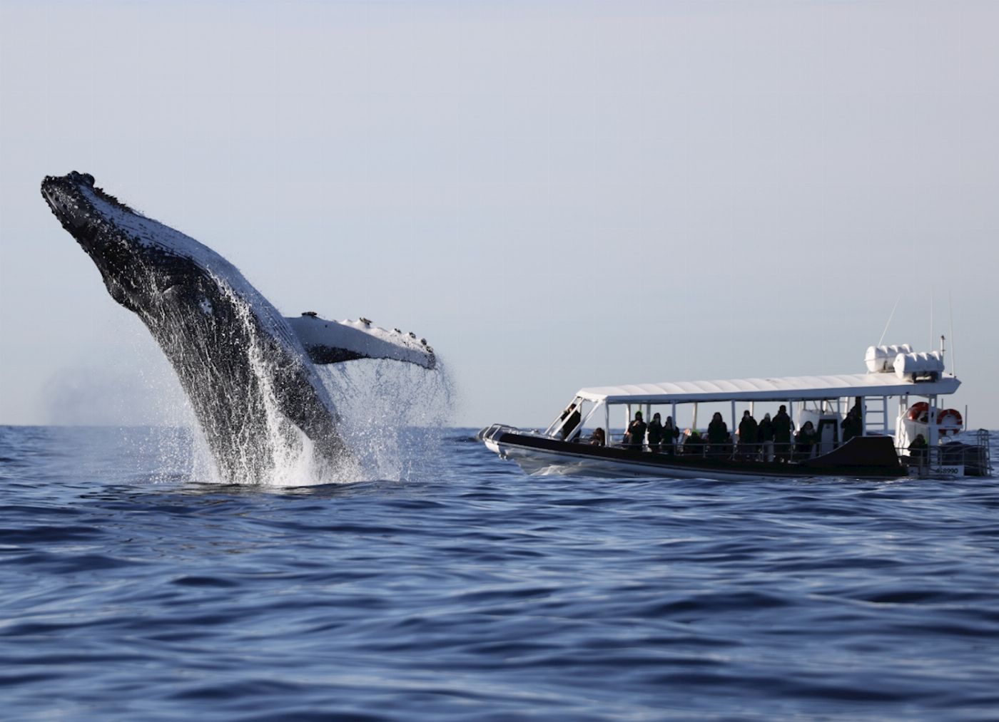 Ocean Extreme Whale Watching on vessel ORCA - Circular Quay Departure