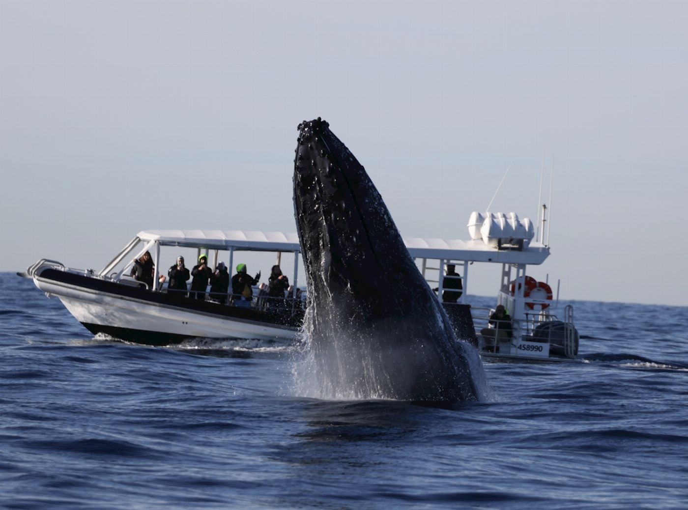 Ocean Extreme Whale Watching on vessel ORCA - Circular Quay Departure