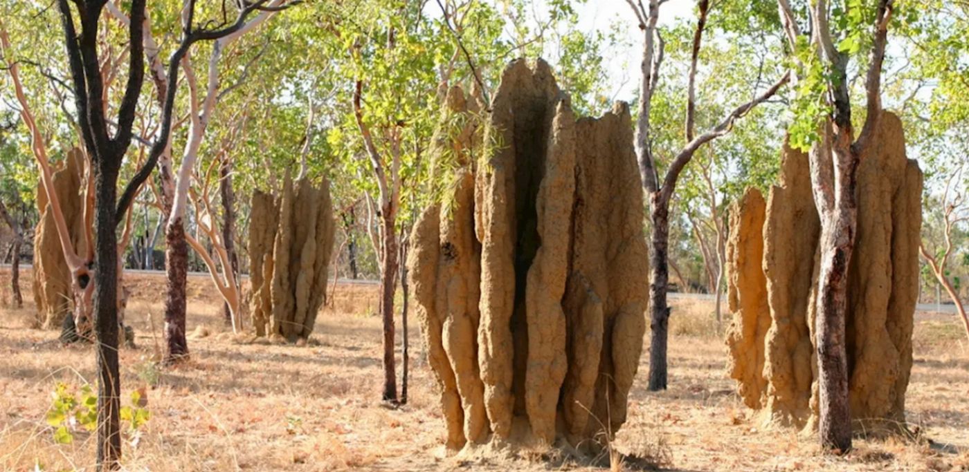 Intrepid Best of Top End & Kakadu Adventure tour (Twin Share Room)