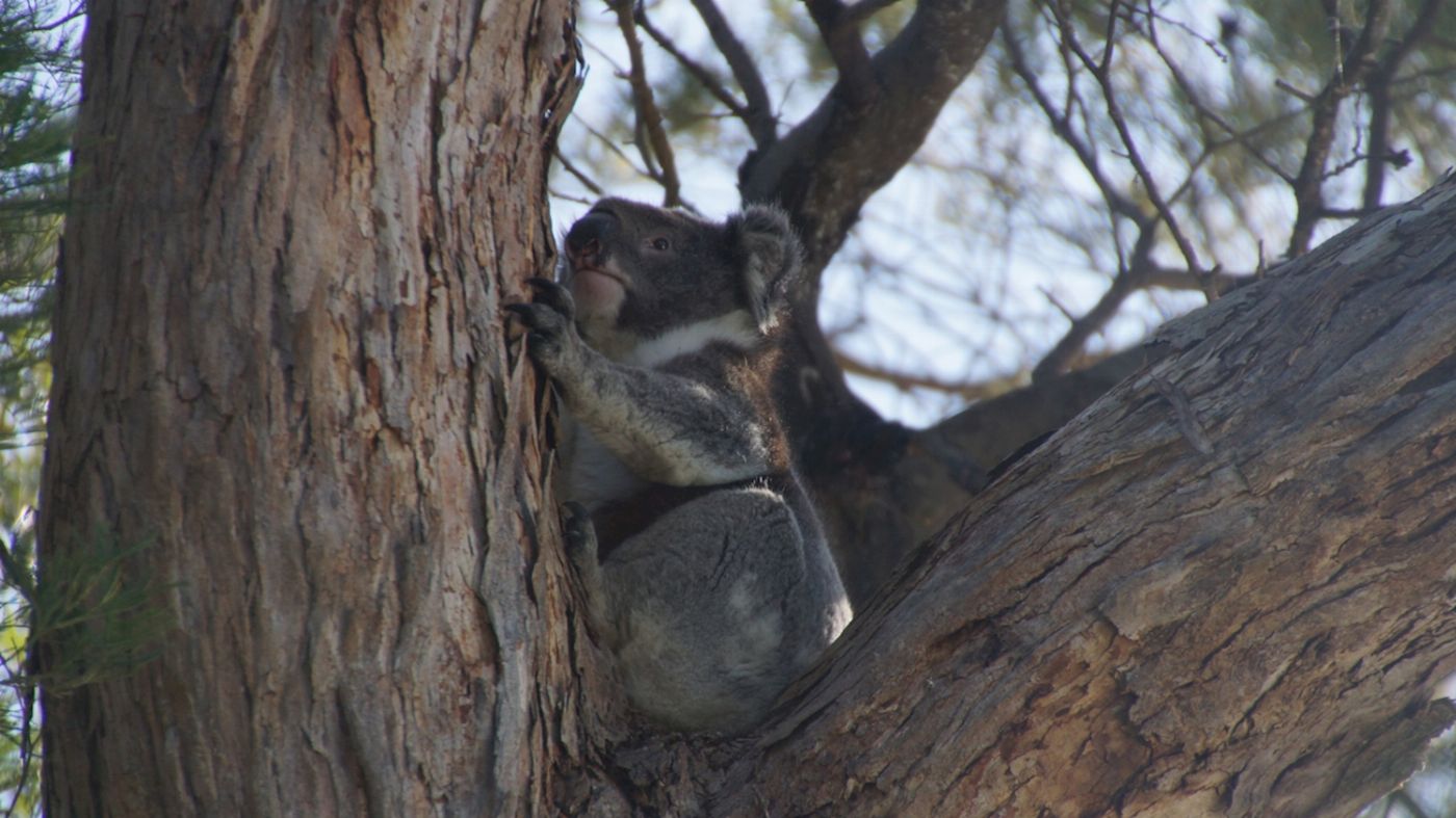 Groovy Grape Barossa Kangaroo Island 2 Day Wildlife Adventure Tour (Motel Couple Share)