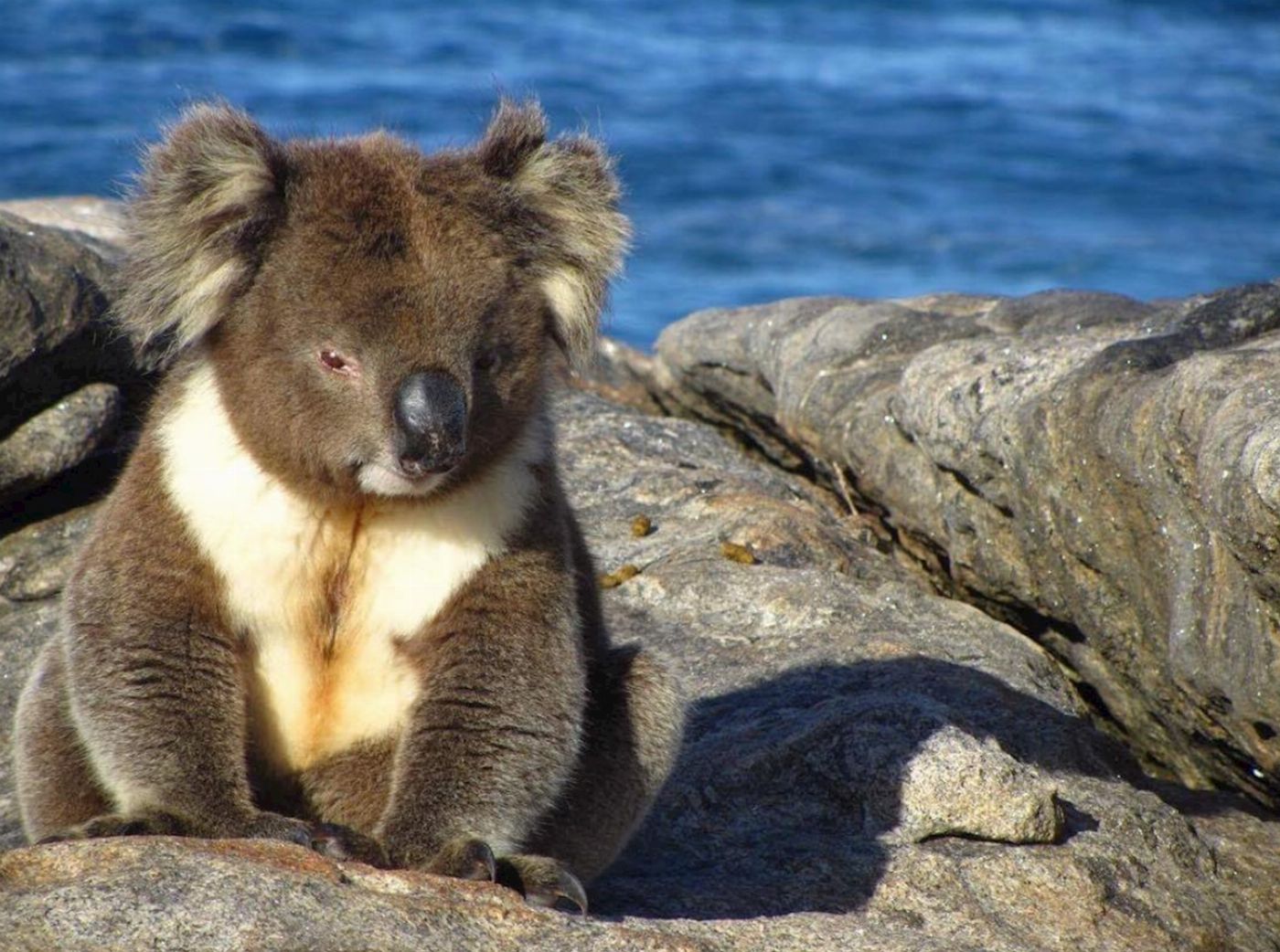 Groovy Grape Barossa Kangaroo Island 2 Day Wildlife Adventure Tour (Motel Couple Share)