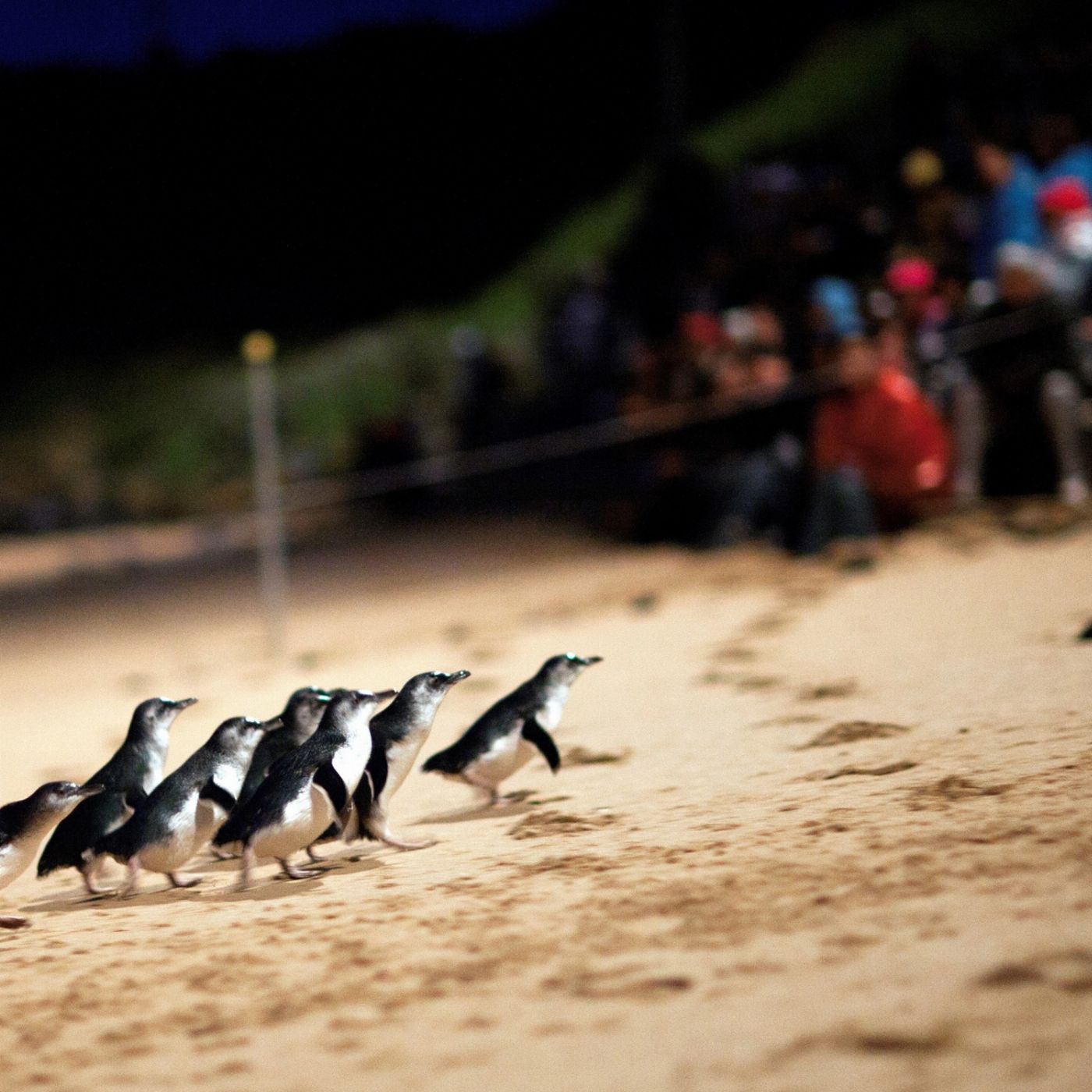 Go West Tours Melbourne Magic: City Discovery + Penguin Parade Tour