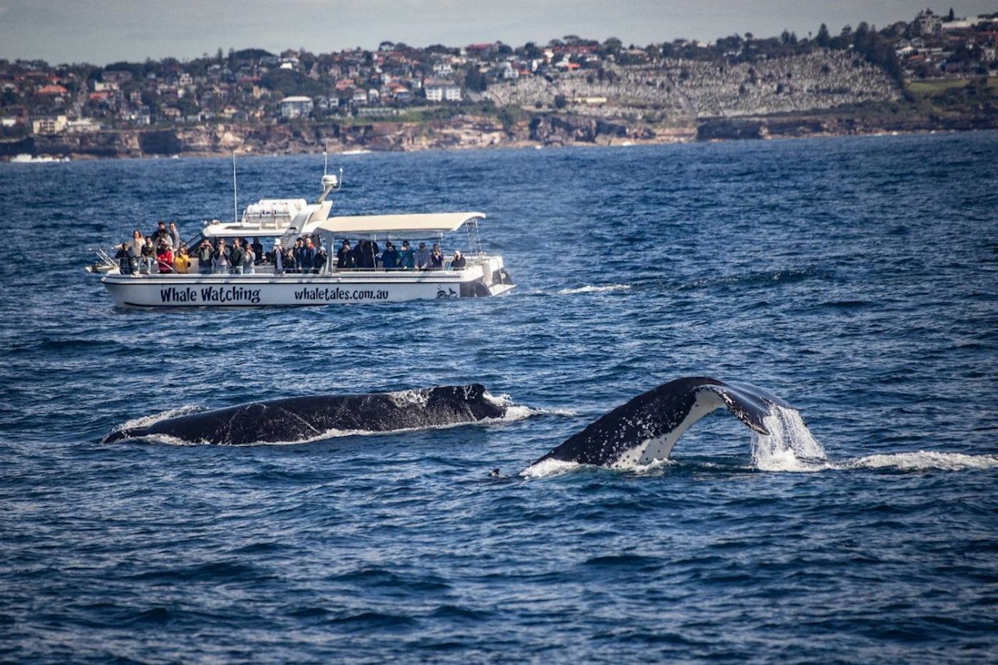 Whale Tales Whale Watching Ocean Whale Watching Experience