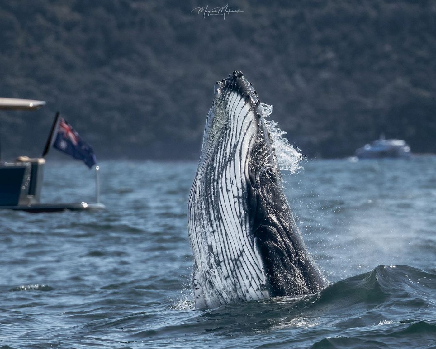 Whale Tales Whale Watching Ocean Whale Watching Experience