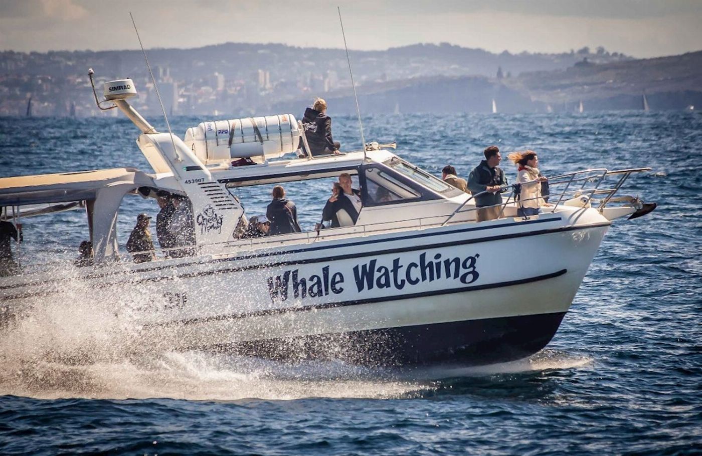 Whale Tales Whale Watching Ocean Whale Watching Experience