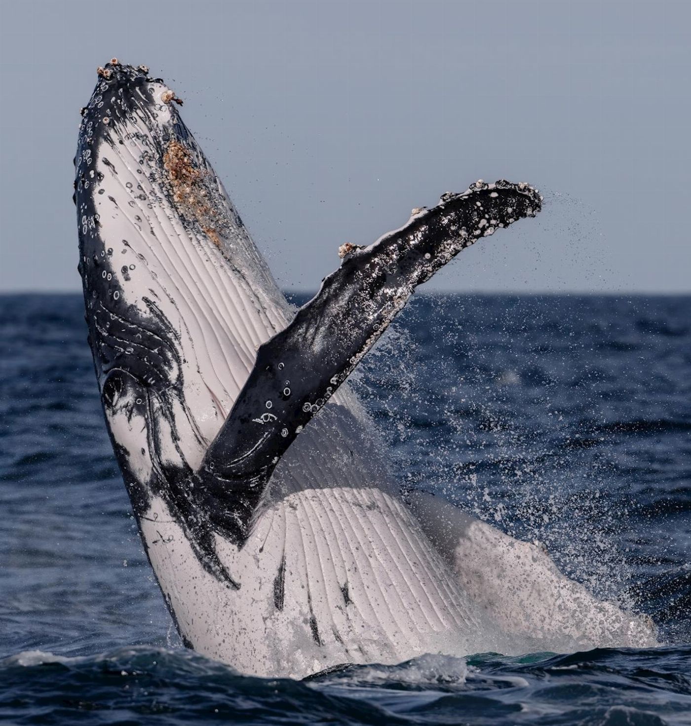 Whale Tales Whale Watching Ocean Whale Watching Experience
