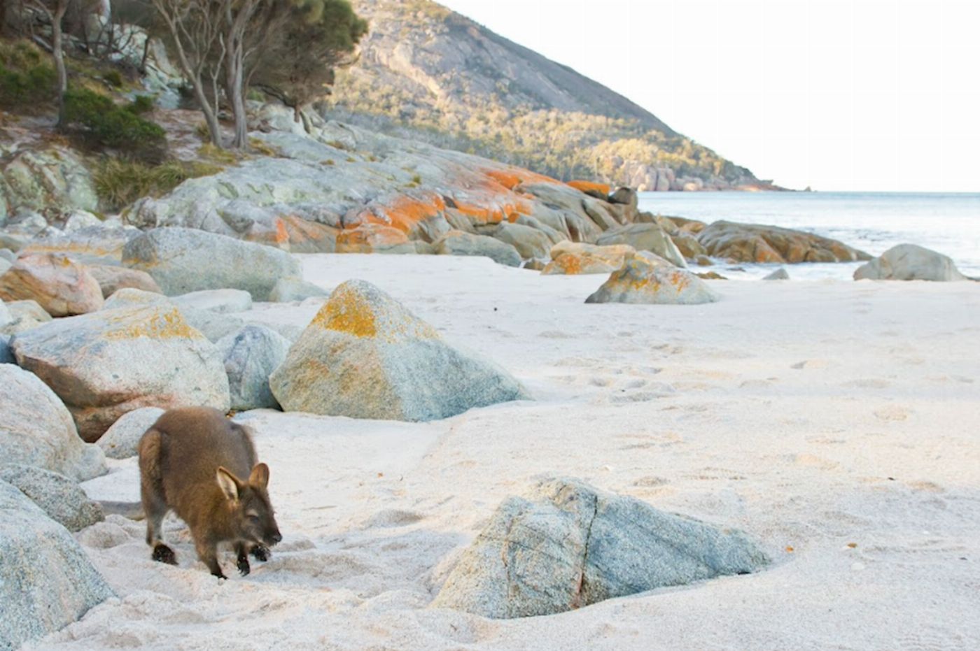 Tassie Tours A Day at Wineglass Bay
