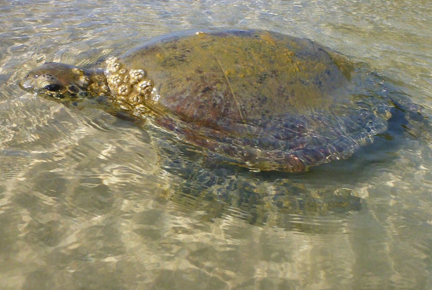 Epic Ocean Adventures Turtle View SUP Tour