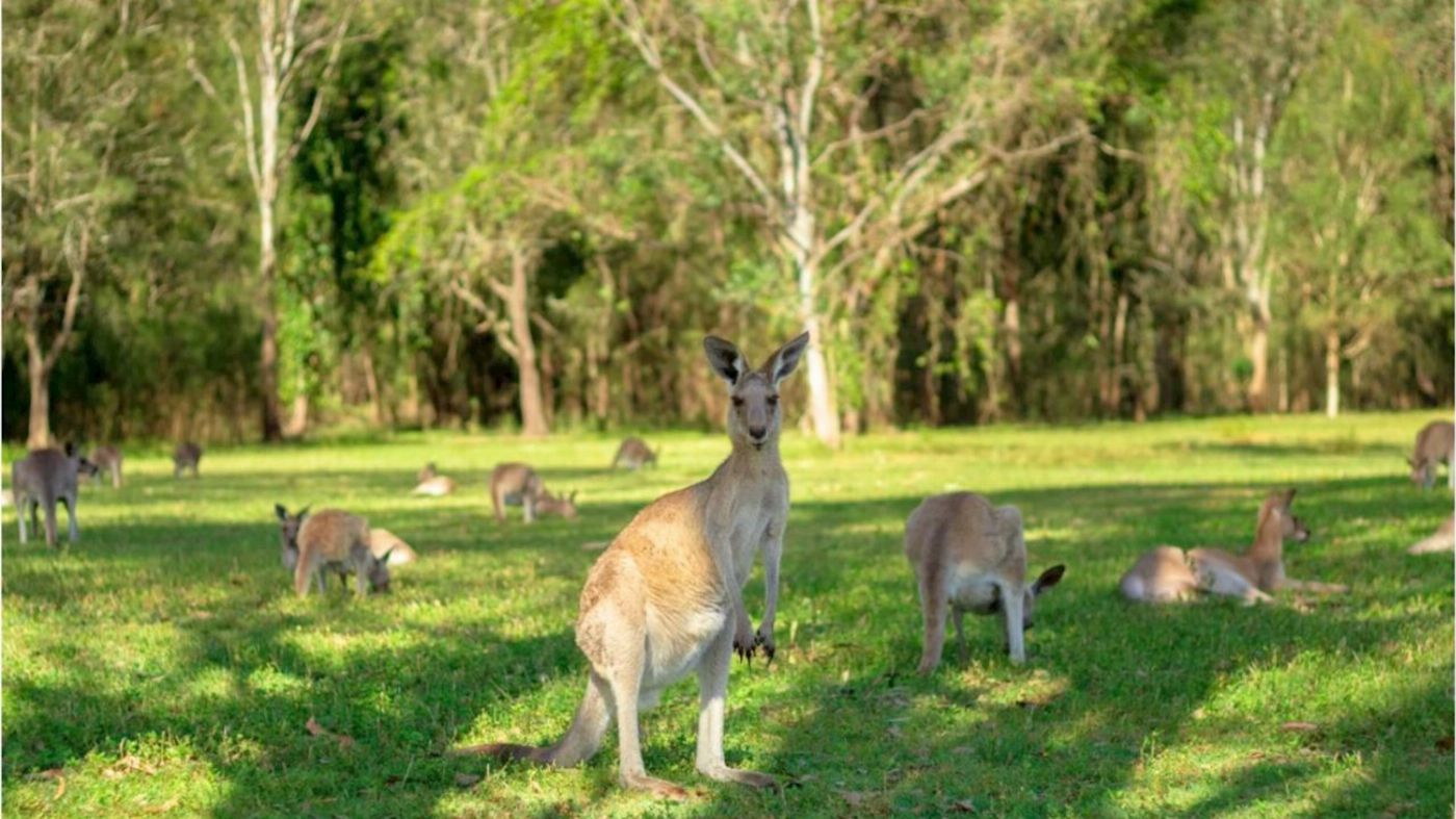 Southern Cross Tours Gold Coast Day Tour ex Brisbane