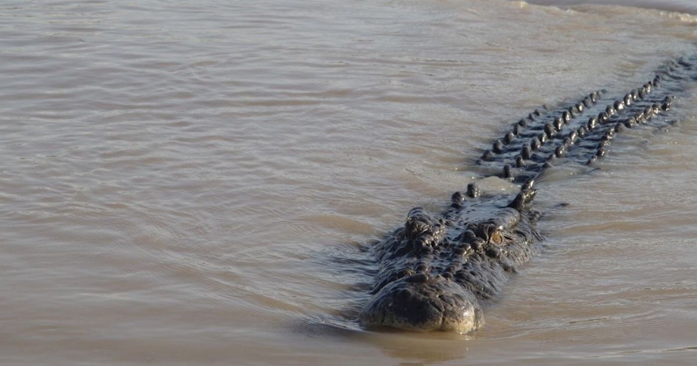 Croc Spot Tours Jumping Croc Tour