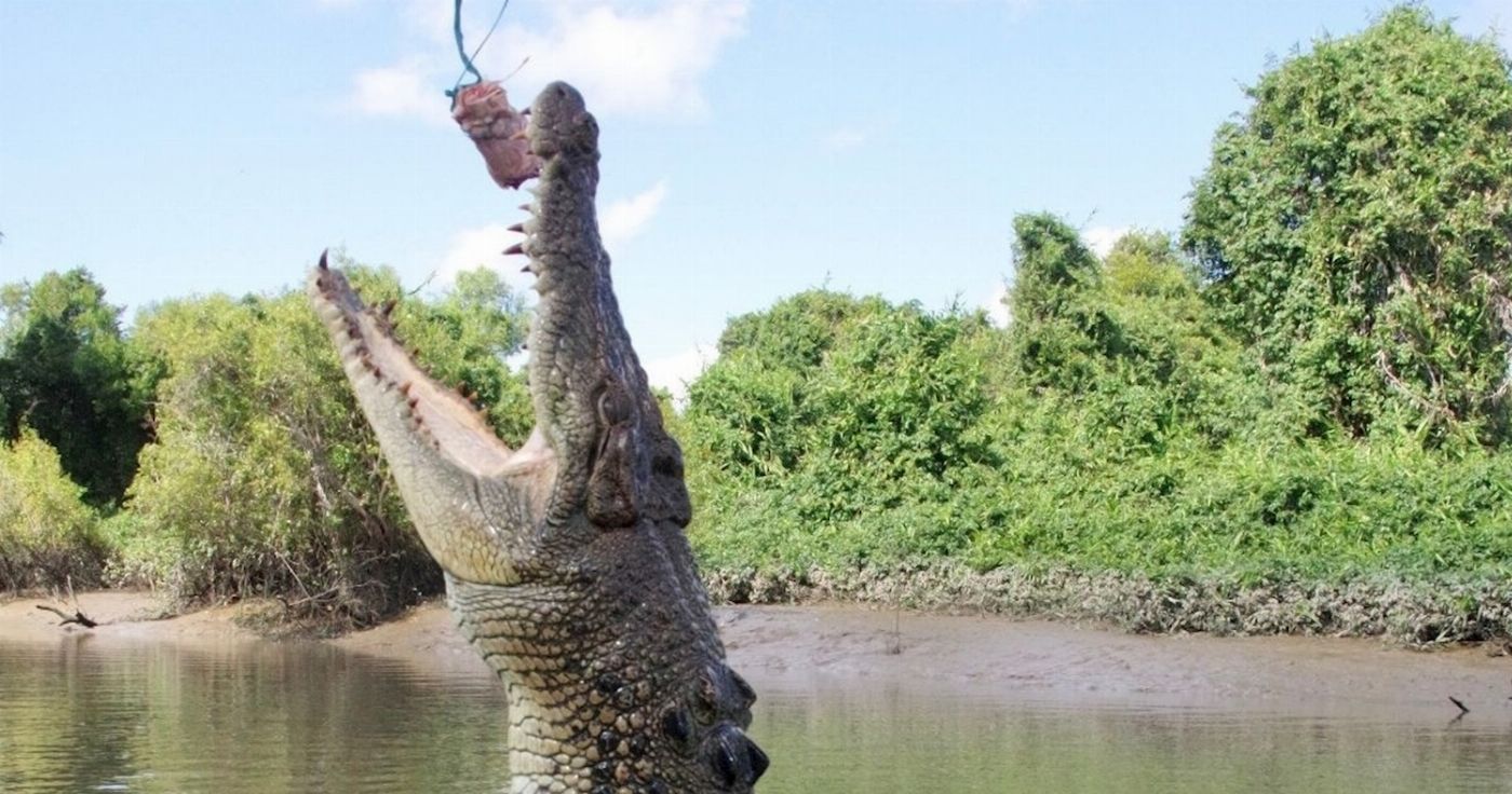 Croc Spot Tours Jumping Croc Tour