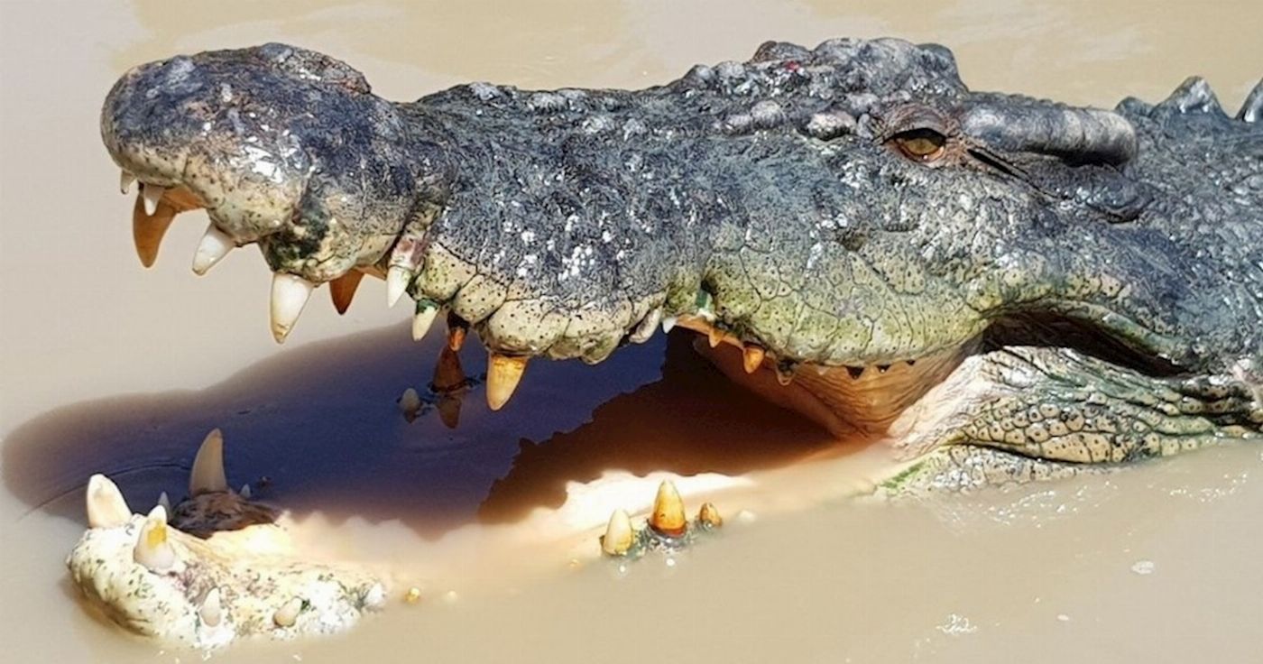 Shuttle Run Croc Spot Tours - Morning