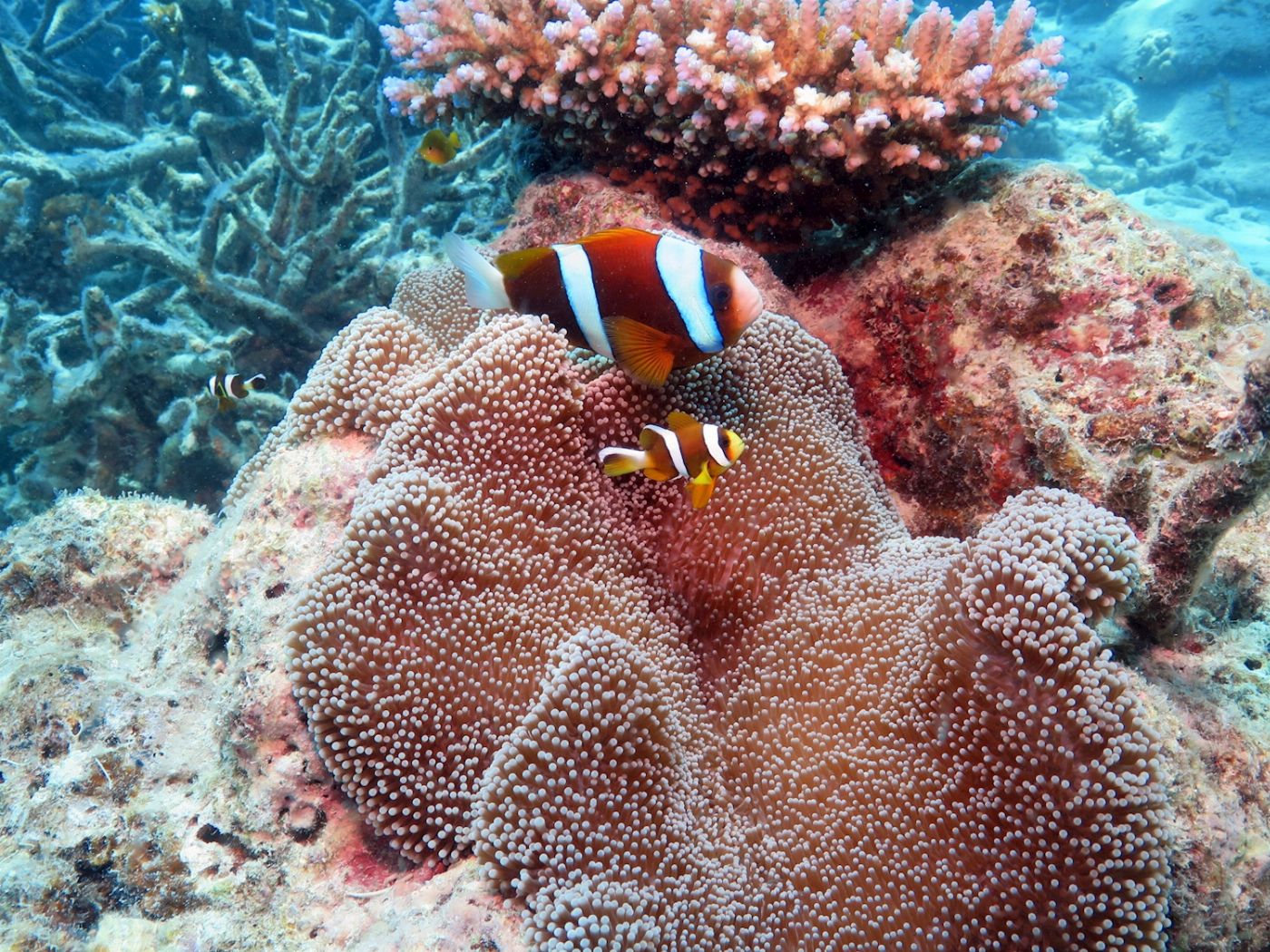 Great Adventures Moore Reef Pontoon Day Tour (+ 10 Minute Helicopter Flight)