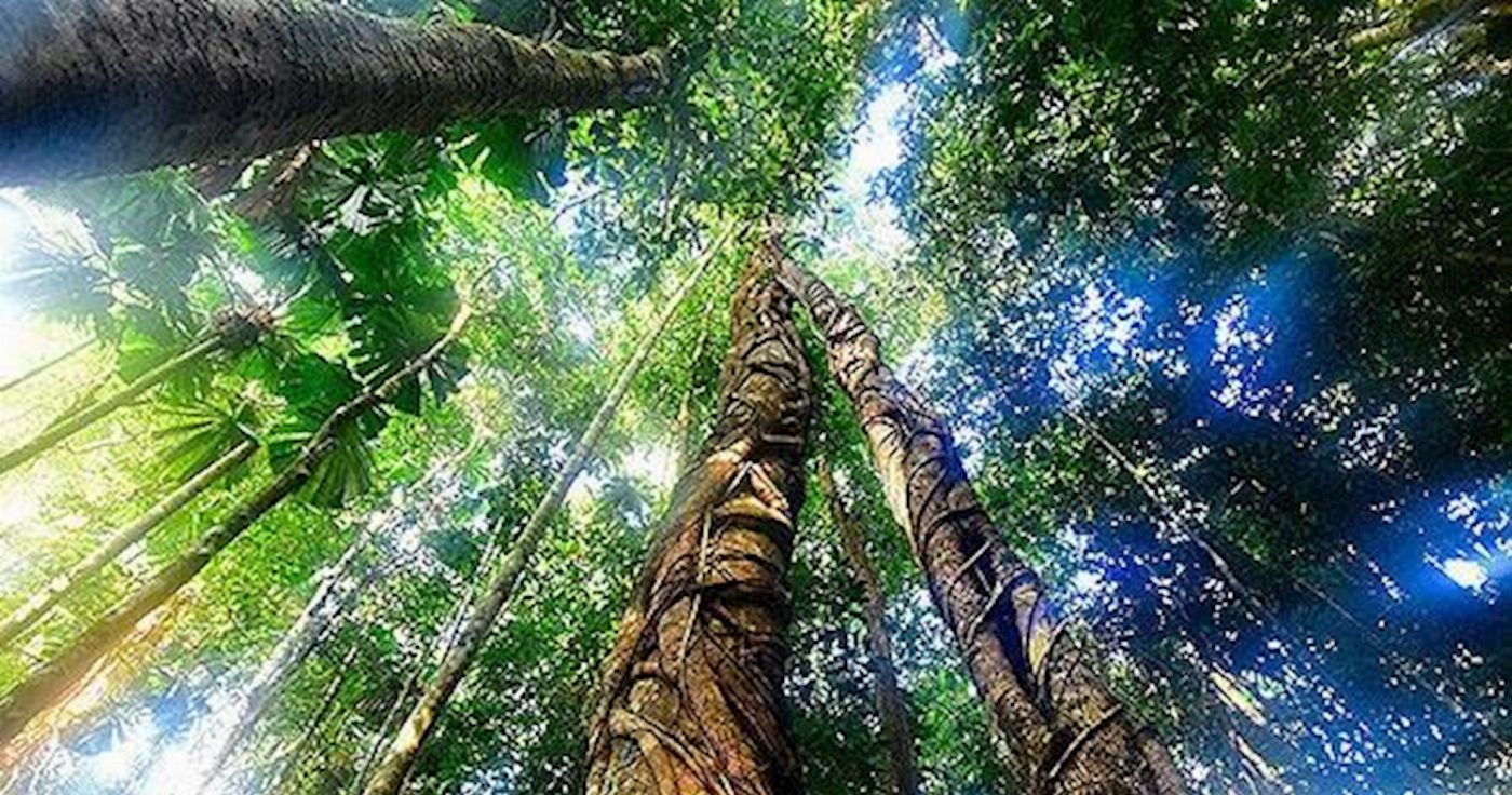 Cape Trib Connections Daintree, Cape Tribulation Beach and Mossman Gorge Day Tour With Lunch