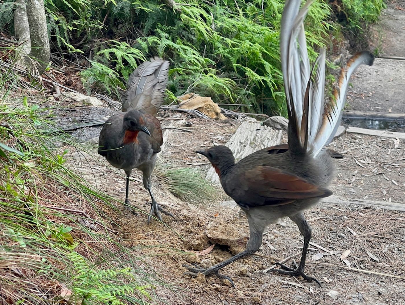 Todd Tours Blue Mountains - 3 Sisters & Scenic World - Day Trip From Sydney - Private Tour