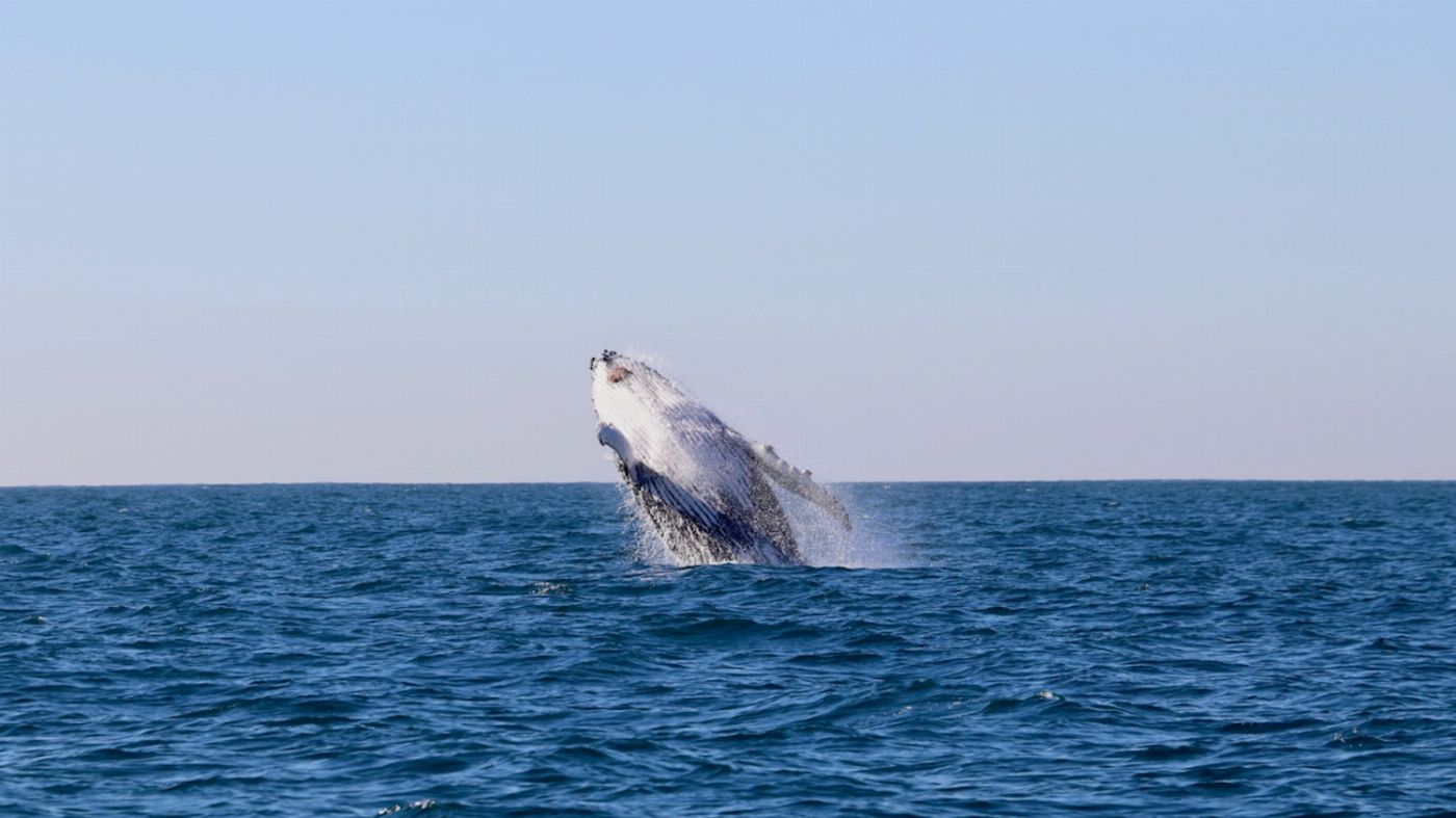 COASTXP Whale Encounter Tour