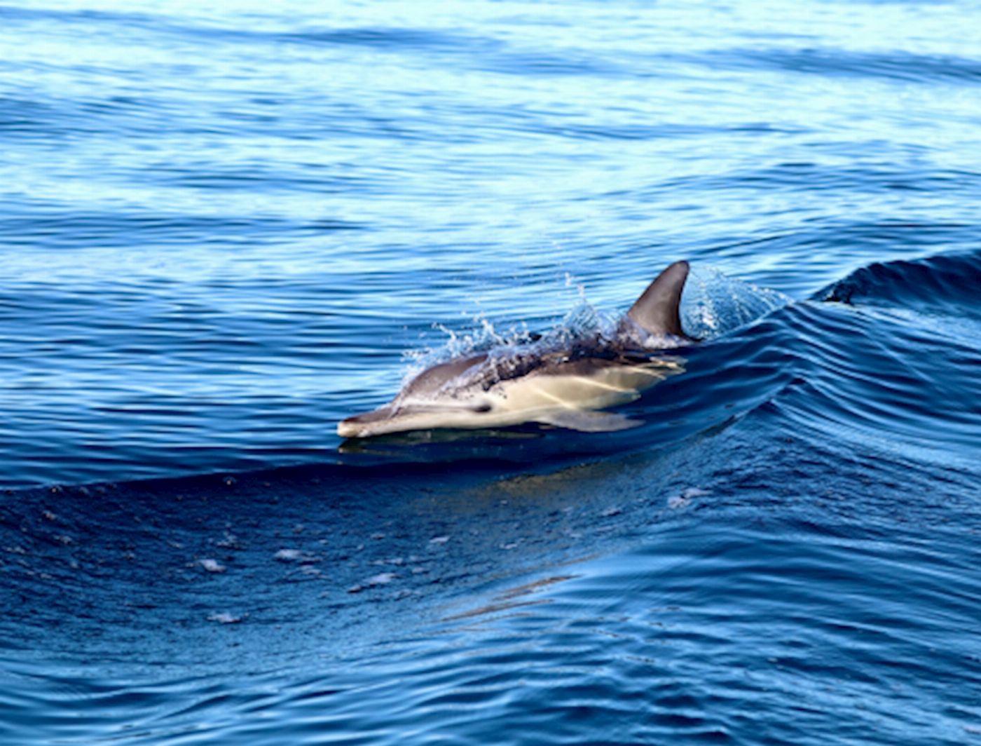 COASTXP Ocean Explorer Tour