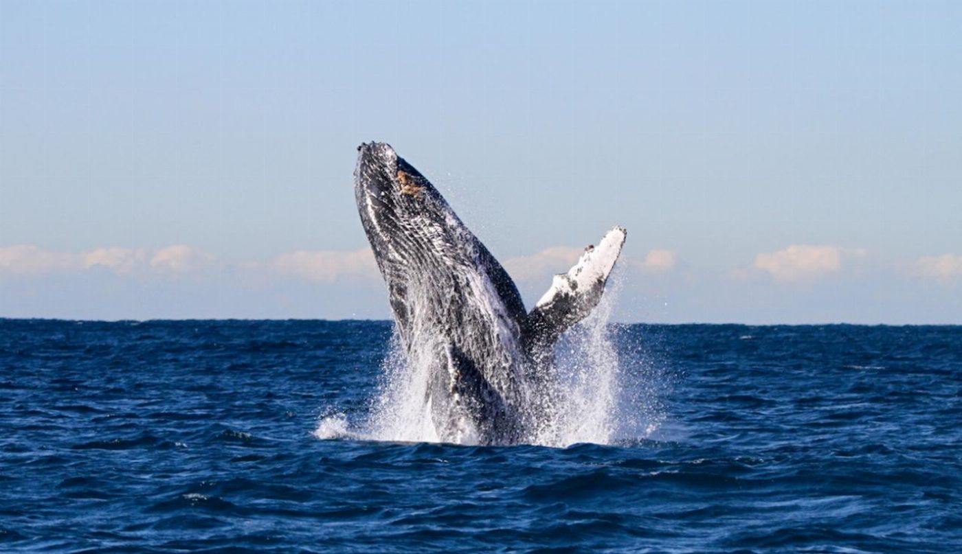 COASTXP Whale Discovery Tour