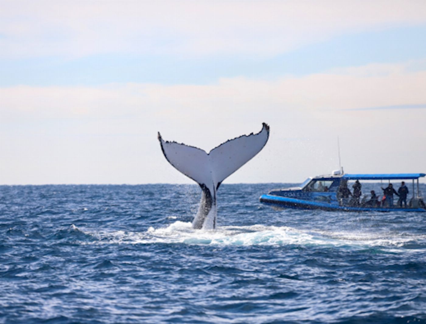 COASTXP Whale Discovery Tour