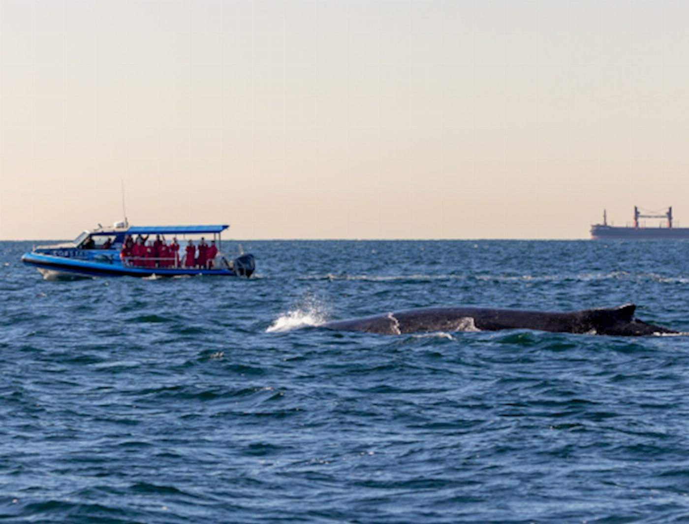COASTXP Whale Discovery Tour