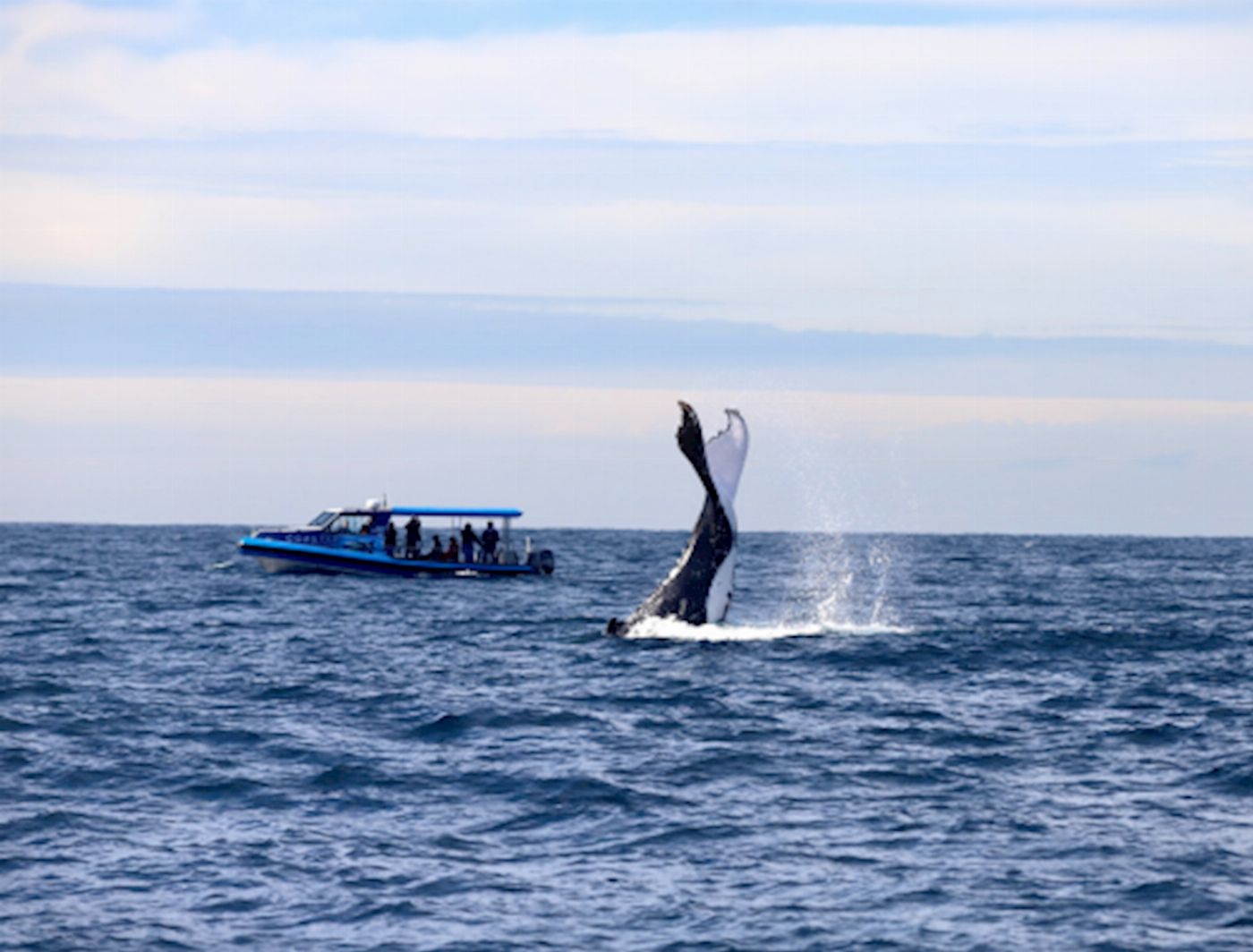 COASTXP Whale Discovery Tour