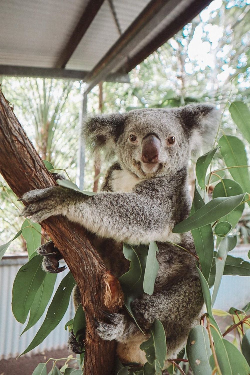 Bounce Breakfast with Koalas