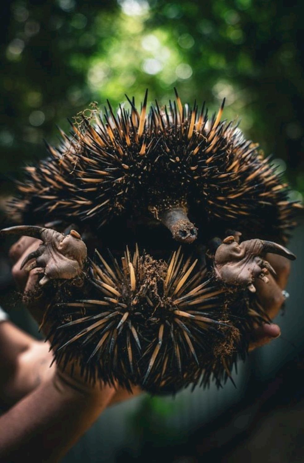 Bounce Wildlife Park Tours