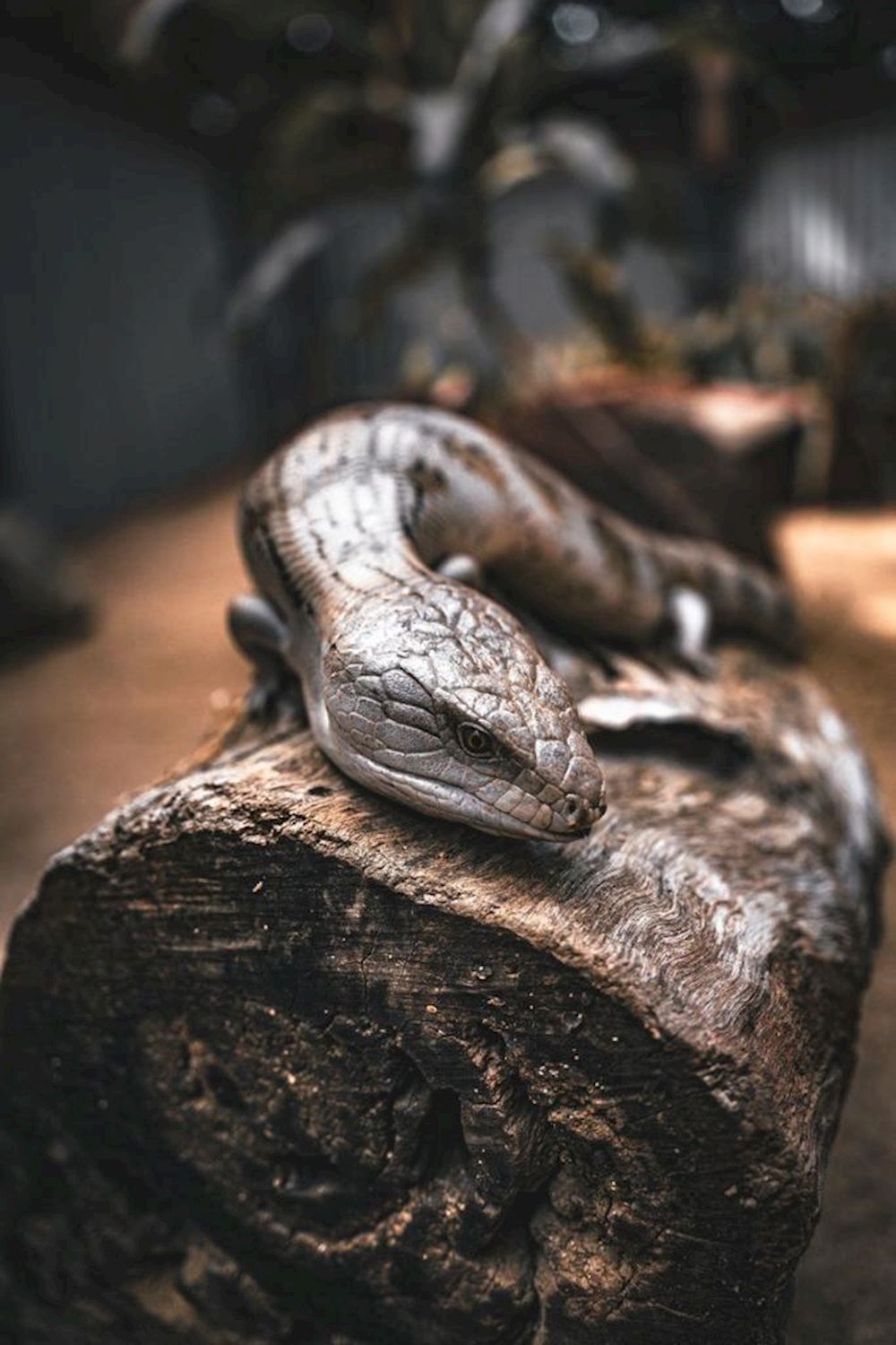 Bounce Wildlife Park Tours